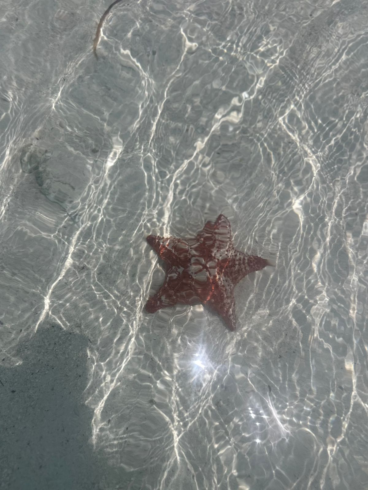 Starfish in Crystal Waters